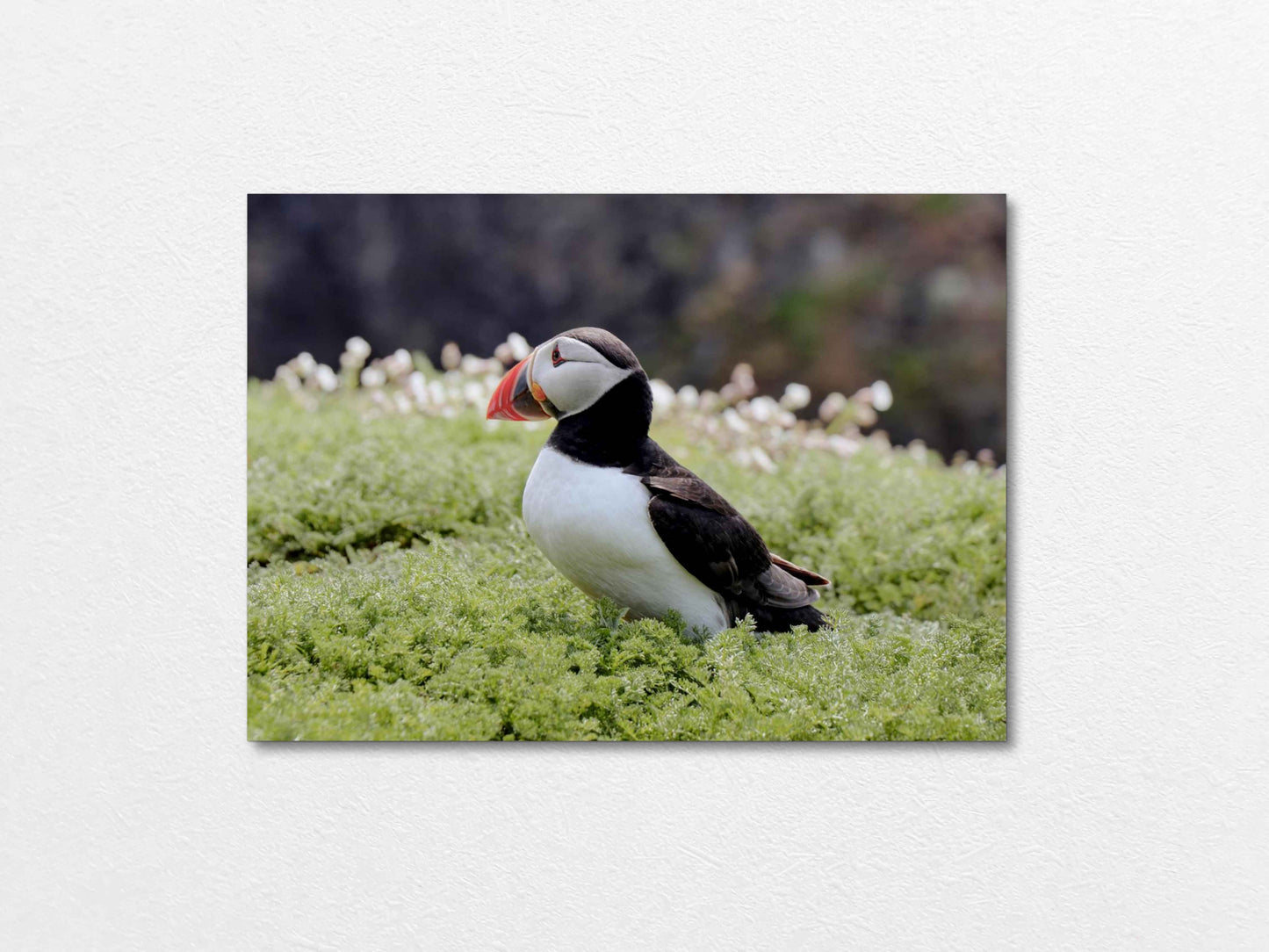 Puffin Seabird standing on green moss with a blurred natural background