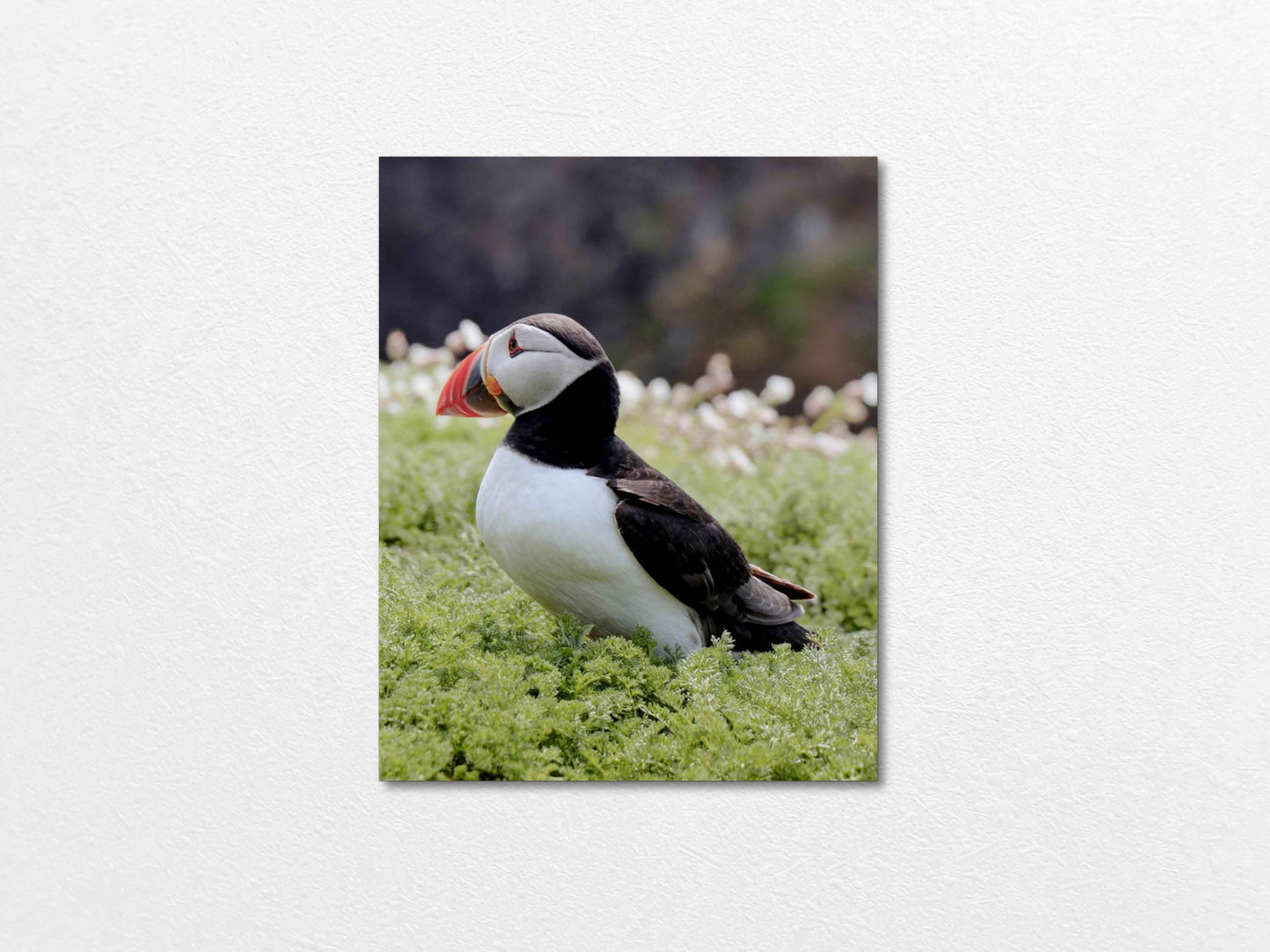 Puffin Seabird standing on green moss with a blurred natural background