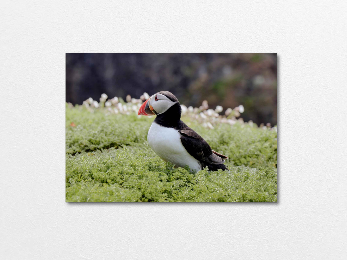 Puffin Seabird standing on green moss with a blurred natural background
