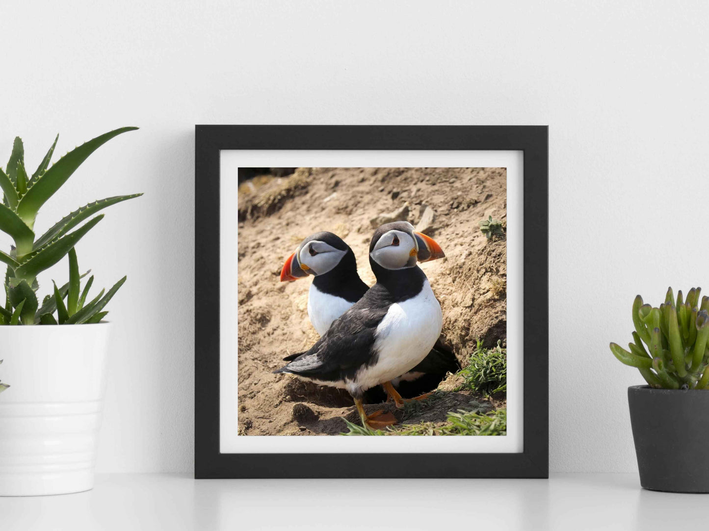 Pair of puffins on Skomer Island standing on a sandy ground with a natural background