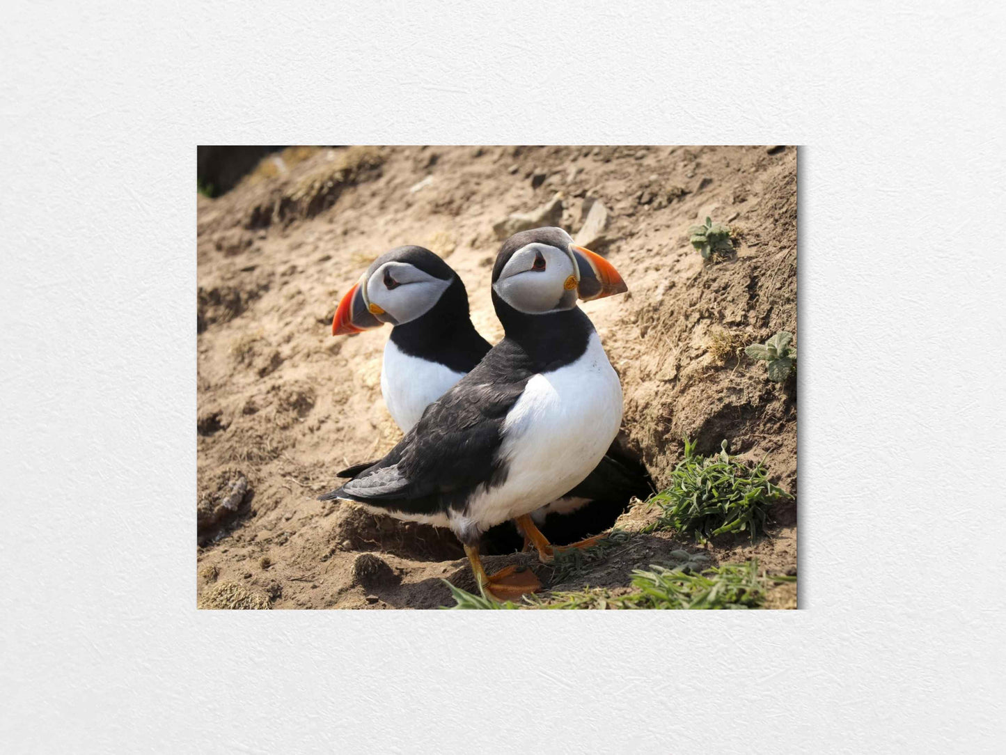 Pair of puffins on Skomer Island standing on a sandy ground with a natural background