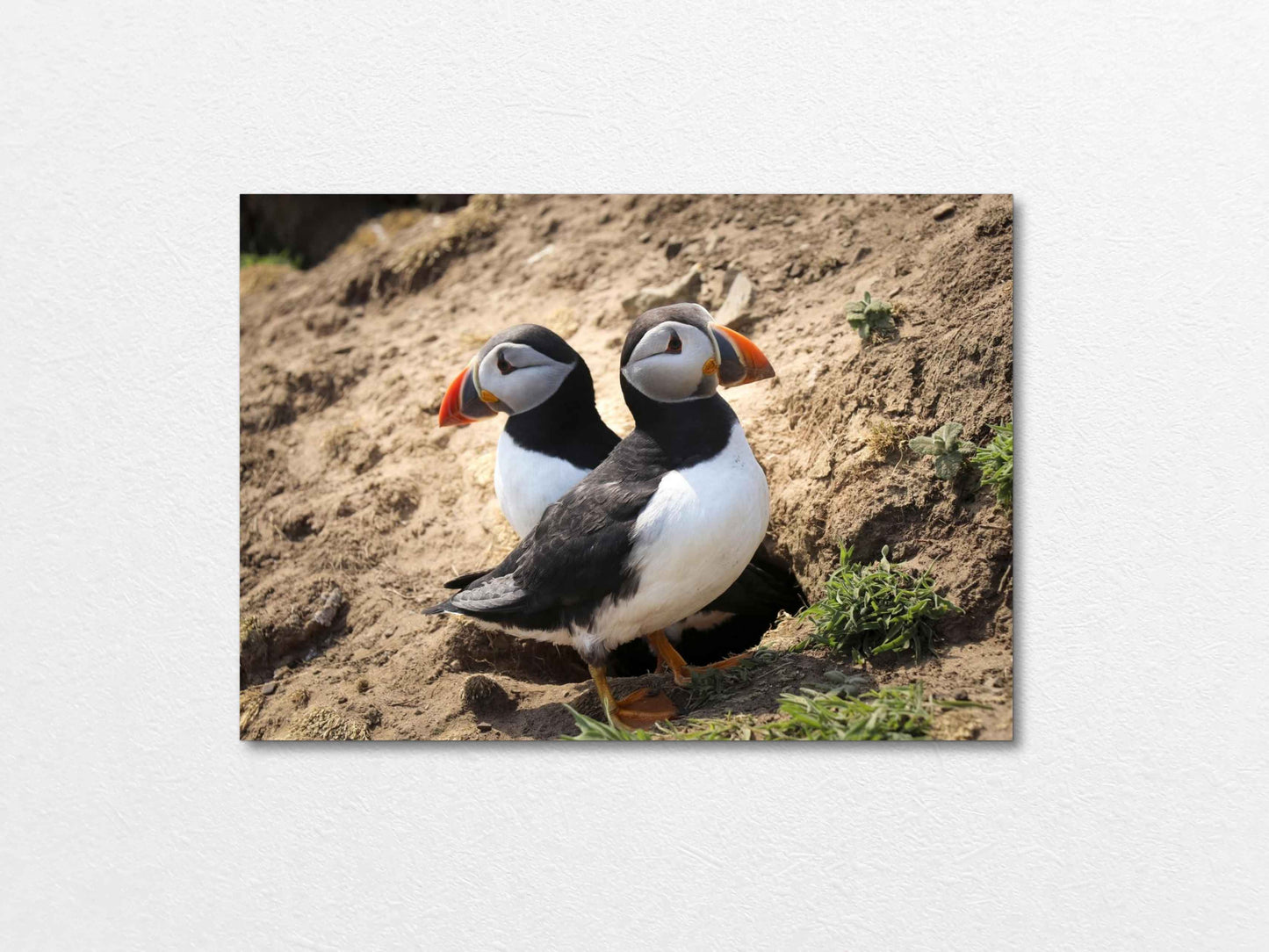 Pair of puffins on Skomer Island standing on a sandy ground with a natural background