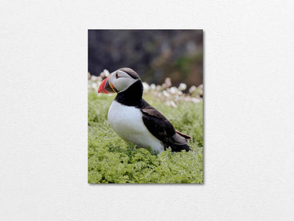Puffin Seabird standing on green moss with a blurred natural background