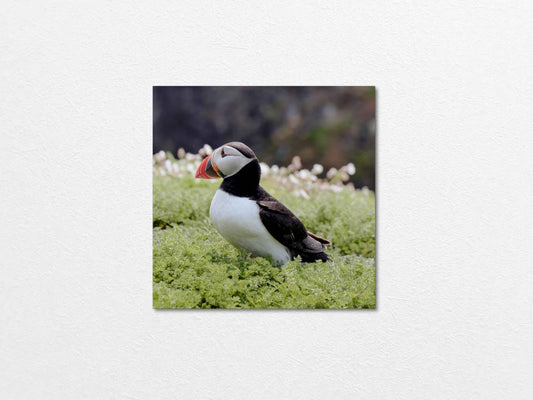 Puffin Seabird standing on green moss with a blurred natural background