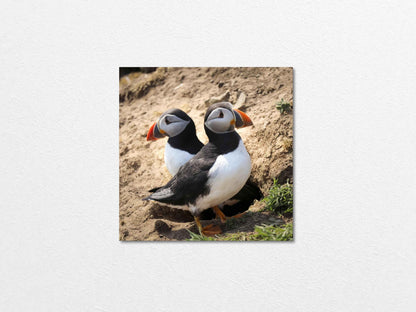 Pair of puffins on Skomer Island standing on a sandy ground with a natural background 