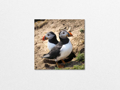 Pair of puffins on Skomer Island standing on a sandy ground with a natural background 