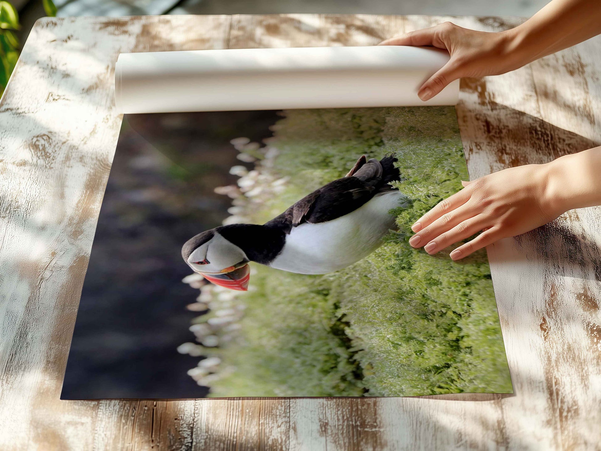 Puffin Seabird standing on green moss with a blurred natural background