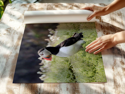 Puffin Seabird standing on green moss with a blurred natural background