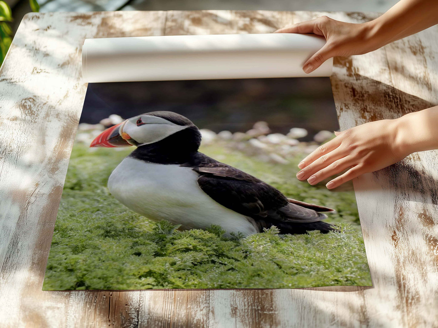 Puffin Seabird standing on green moss with a blurred natural background
