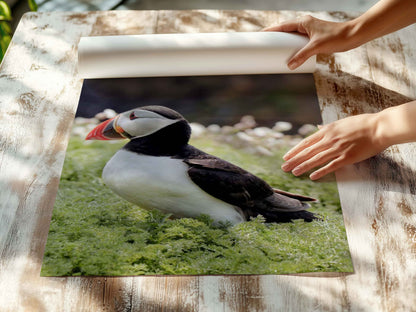 Puffin Seabird standing on green moss with a blurred natural background