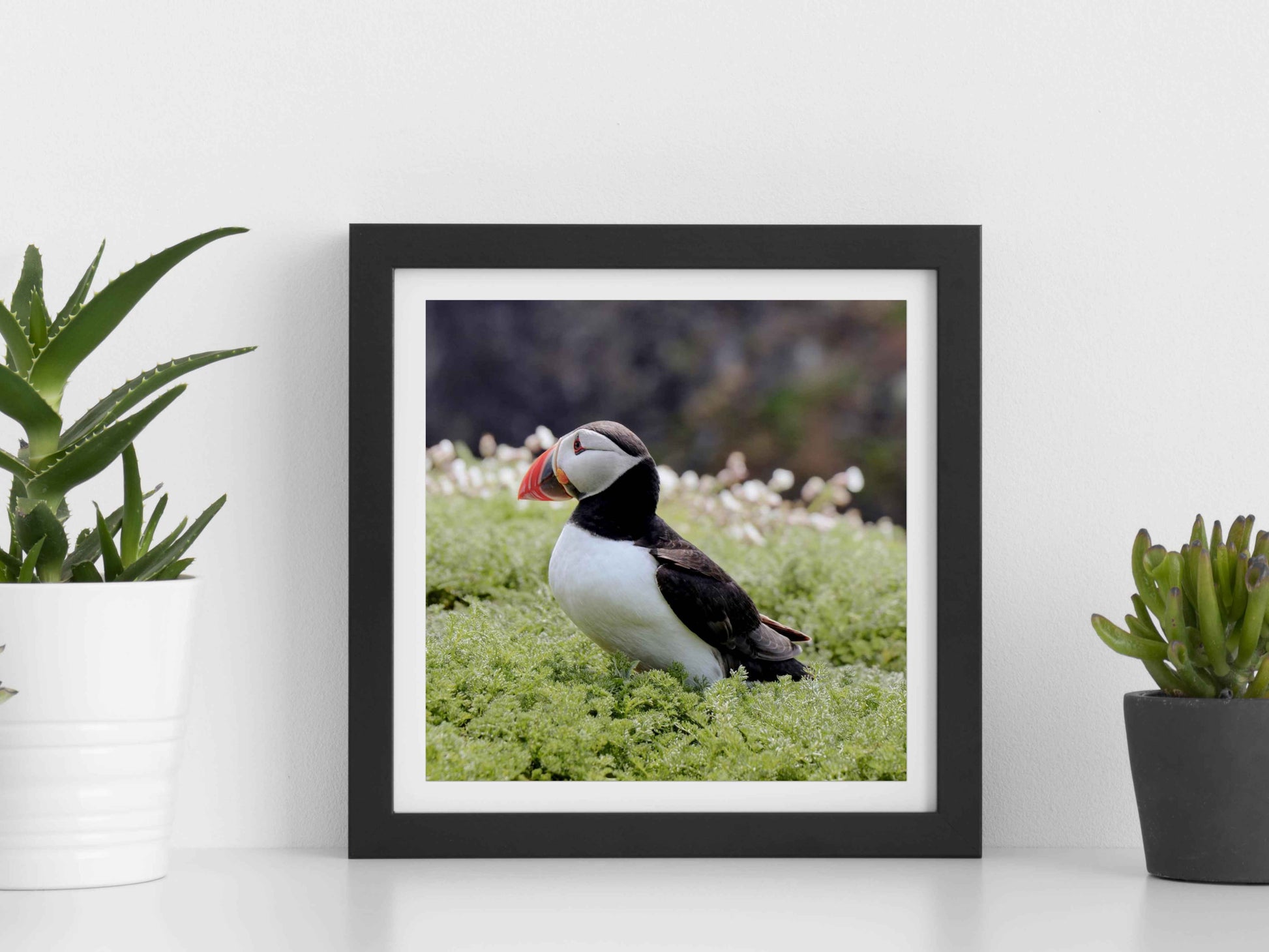 Puffin Seabird standing on green moss with a blurred natural background