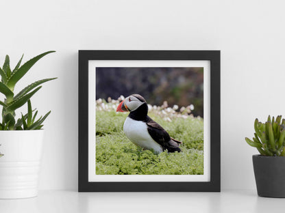 Puffin Seabird standing on green moss with a blurred natural background