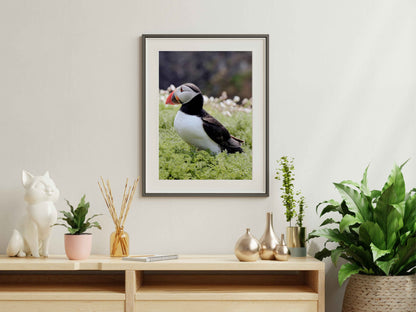 Puffin Seabird standing on green moss with a blurred natural background