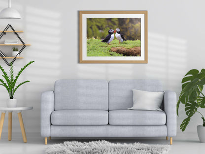 PAIR OF PUFFINS SEABIRDS ON THE ISLAND Poster Print