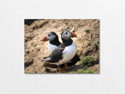 Pair of puffins on Skomer Island standing on a sandy ground with a natural background 