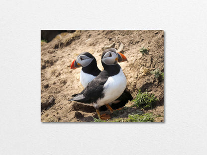 Pair of puffins on Skomer Island standing on a sandy ground with a natural background 
