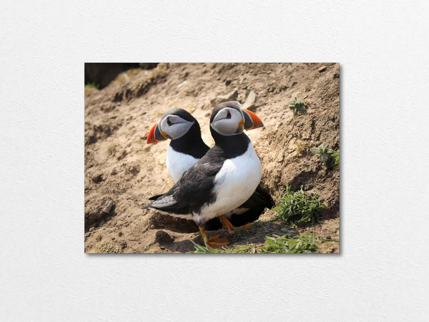 Pair of puffins on Skomer Island standing on a sandy ground with a natural background 
