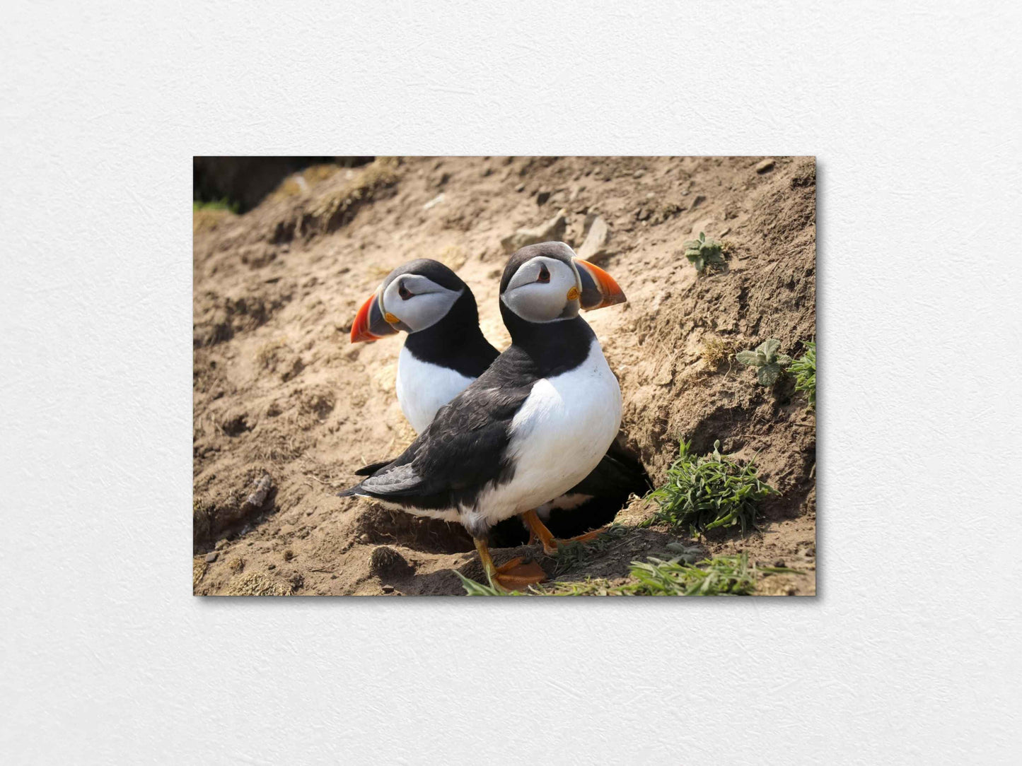 Pair of puffins on Skomer Island standing on a sandy ground with a natural background 